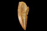 Serrated, Raptor Tooth - Real Dinosaur Tooth #154744-1